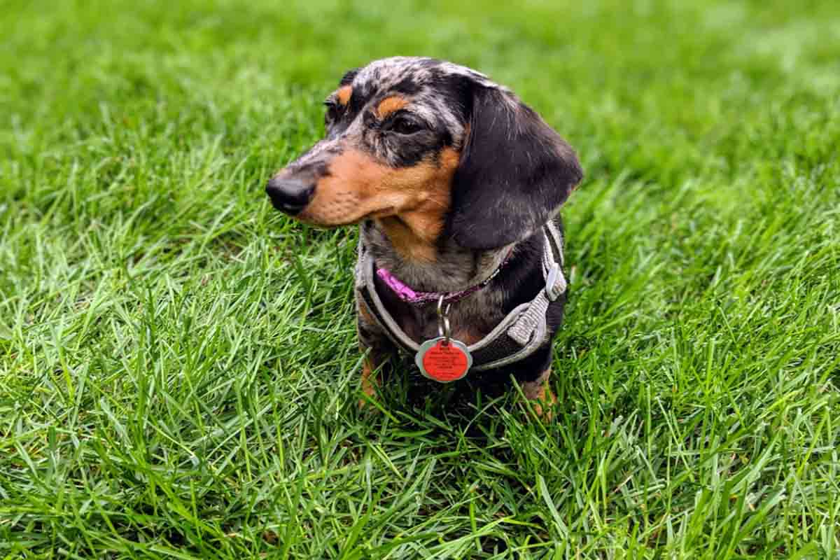 in field a dachshund Dogs look like horse