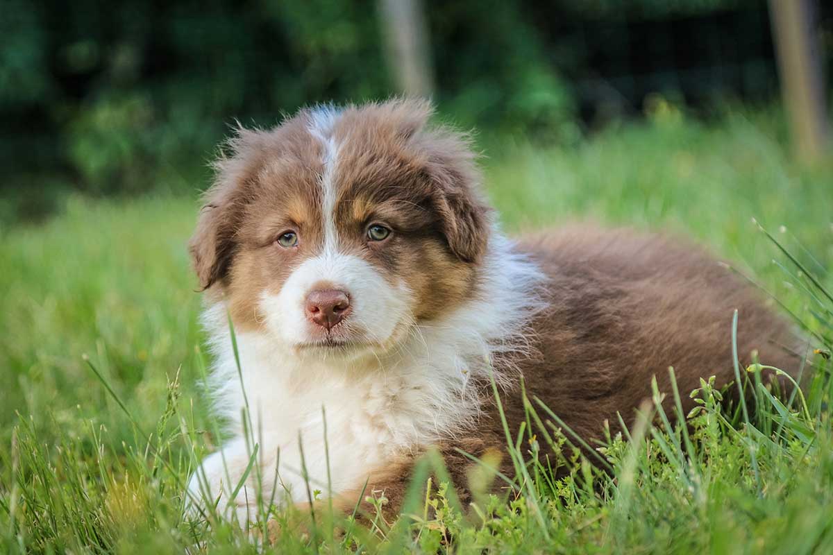 a puppy is sitting in the field.