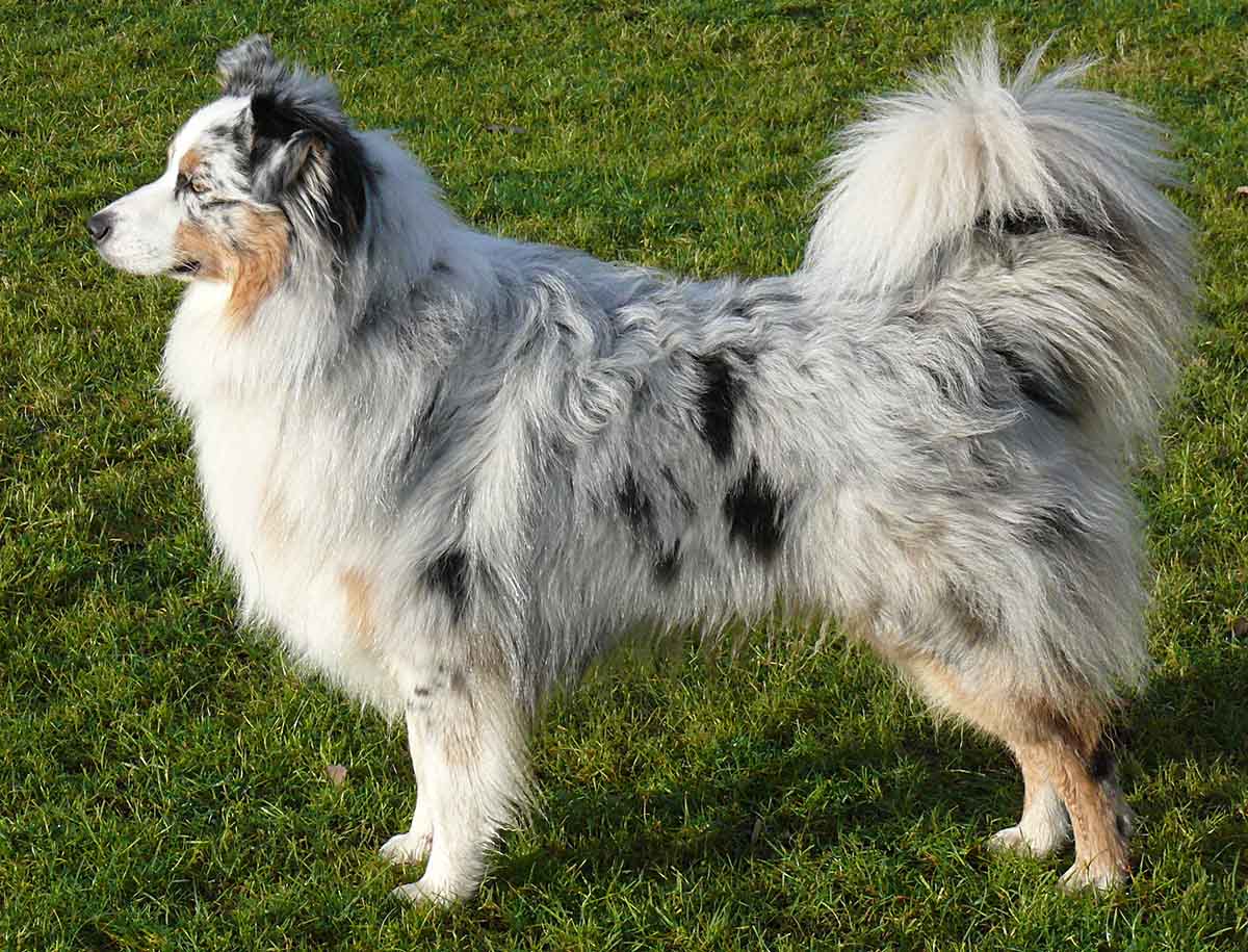 Blue Merle and White Australian Shepherd stand in the fields.