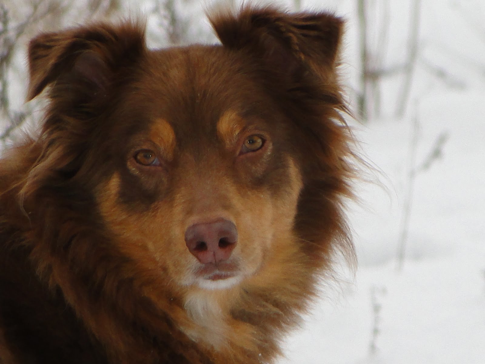 Australian Shepherd red tri stand in snow fields