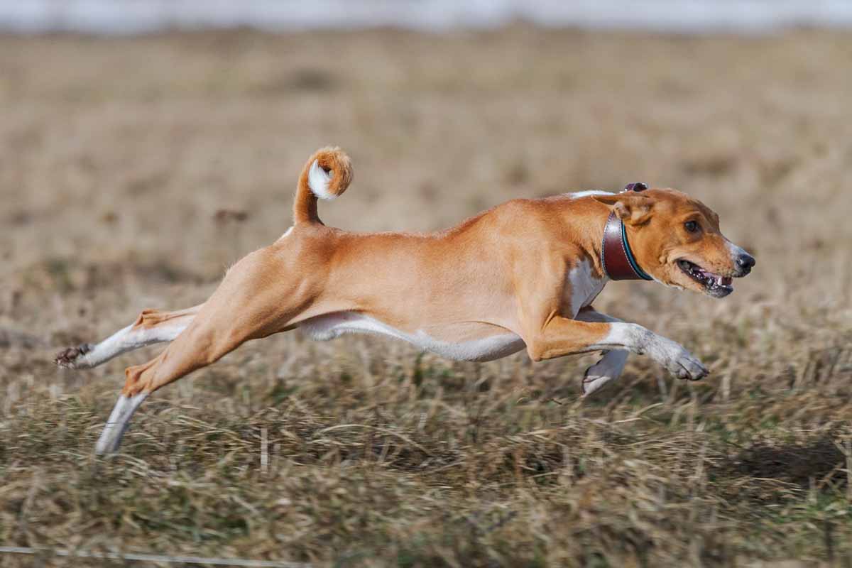 a basenji Dog Breeds with Long Snouts running in the field.