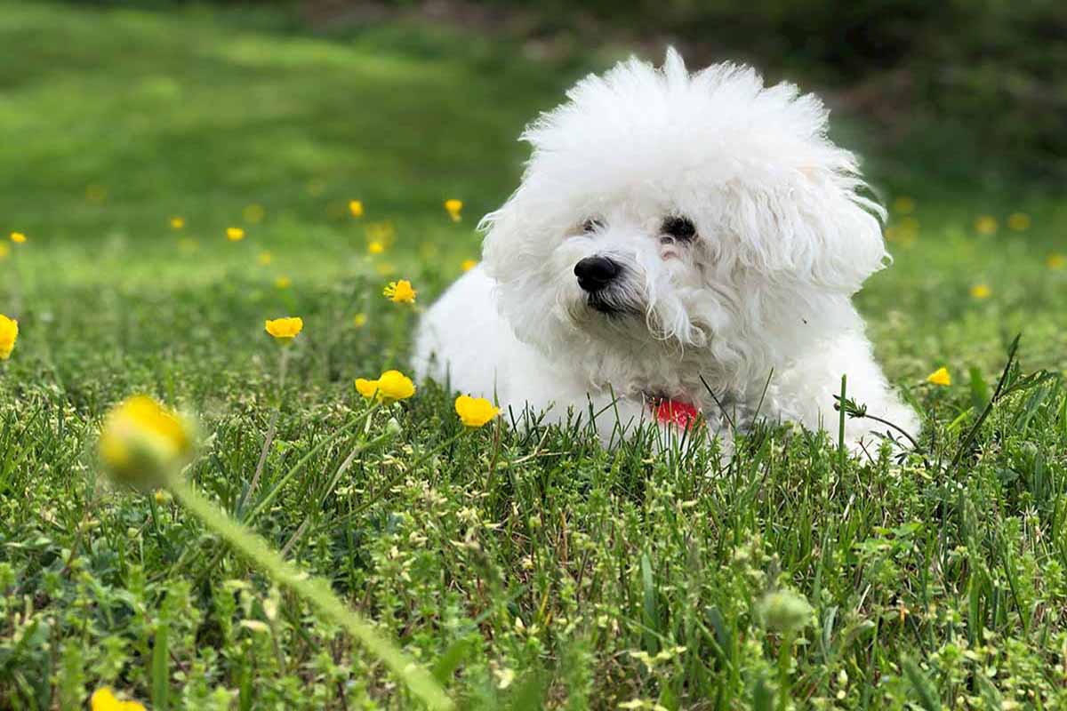 a bichon frise dog sitting in the field.