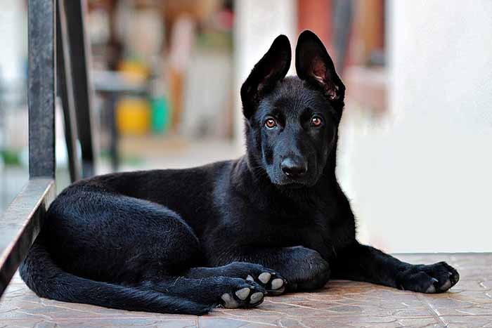 a black german shepherd sitting down in the floor.