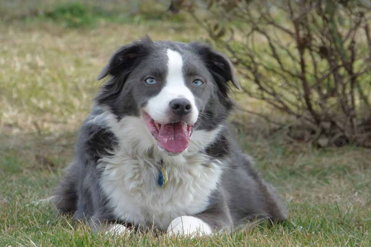 a Australian Shepherd sitting down in the fields.