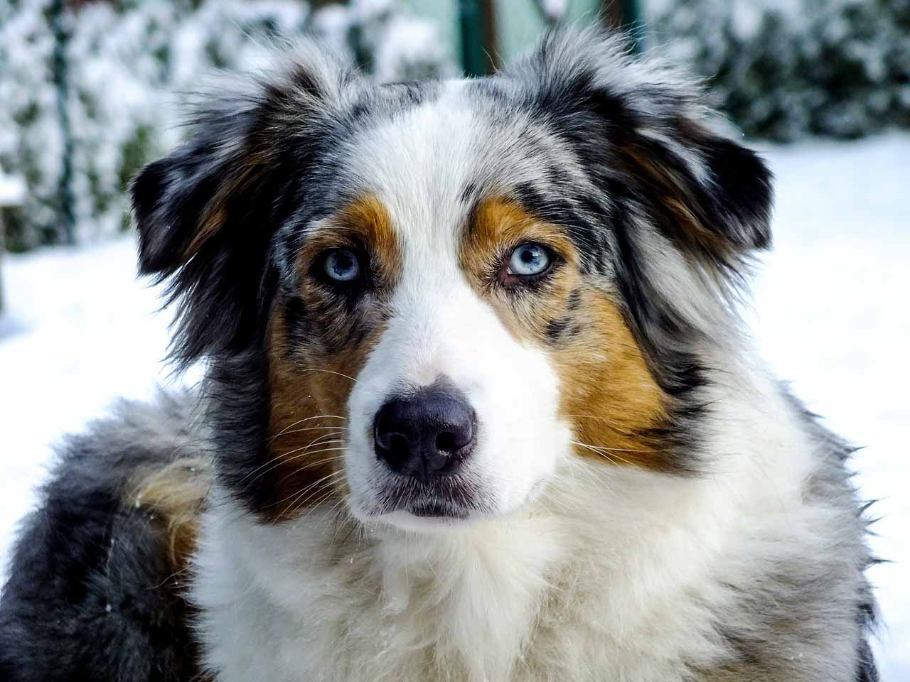 Blue Merle Australian Shepherd standt in the fields.