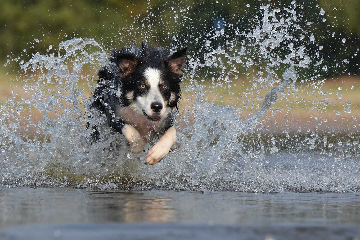 A Border Collies Dog is running in the water.