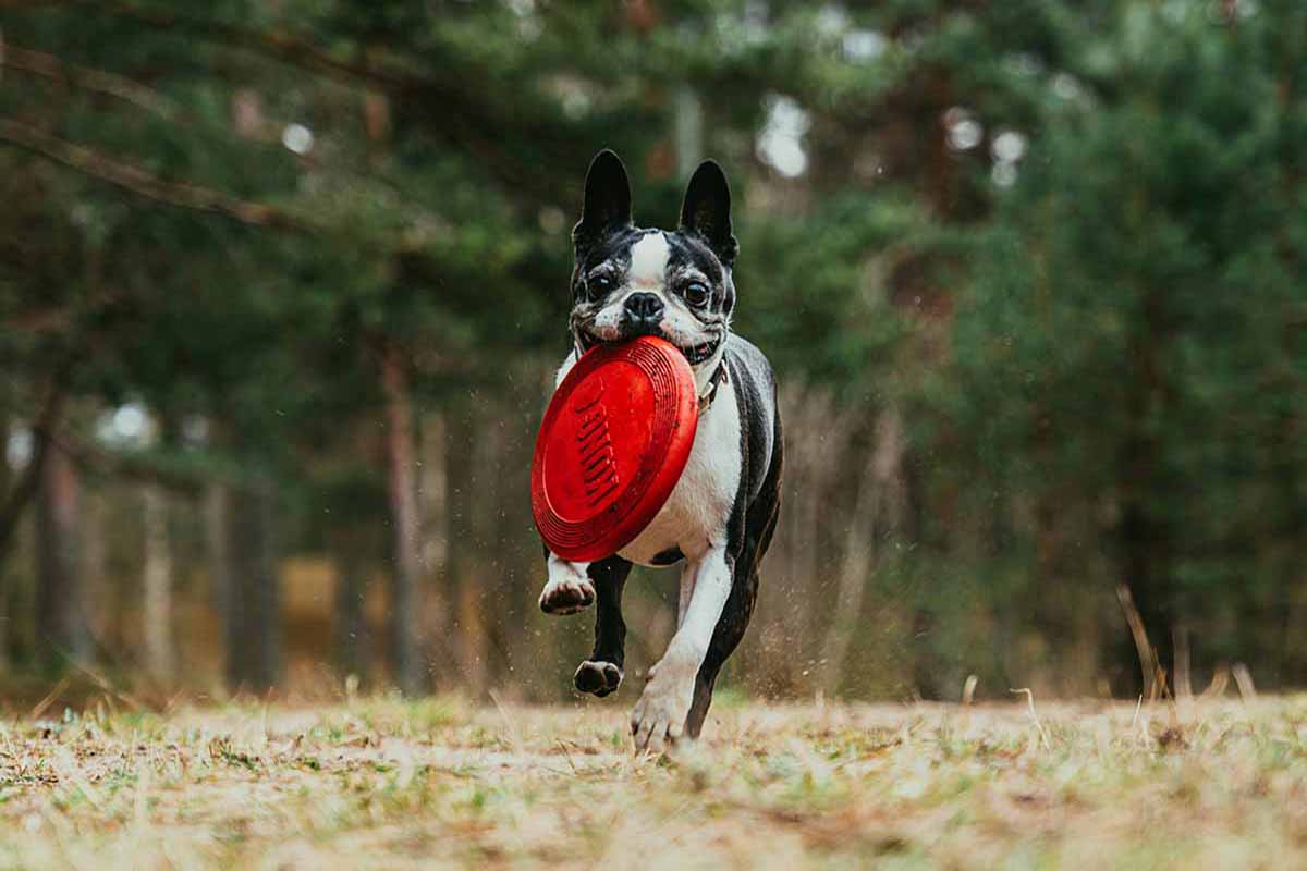 a Boston Terrier running in the field on mouth ball.