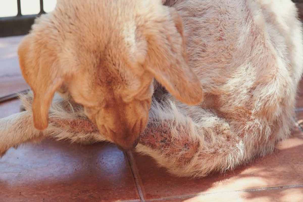 a dog lies down and bites its tail in the floor