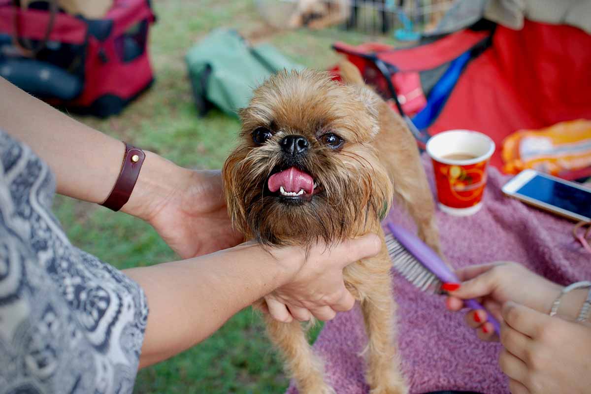 A woman hand touch A Brusseles Giffon Dog and other person gooriming .