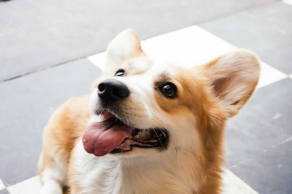 a captivating corgi dogs standt with its jaws out and smiling.