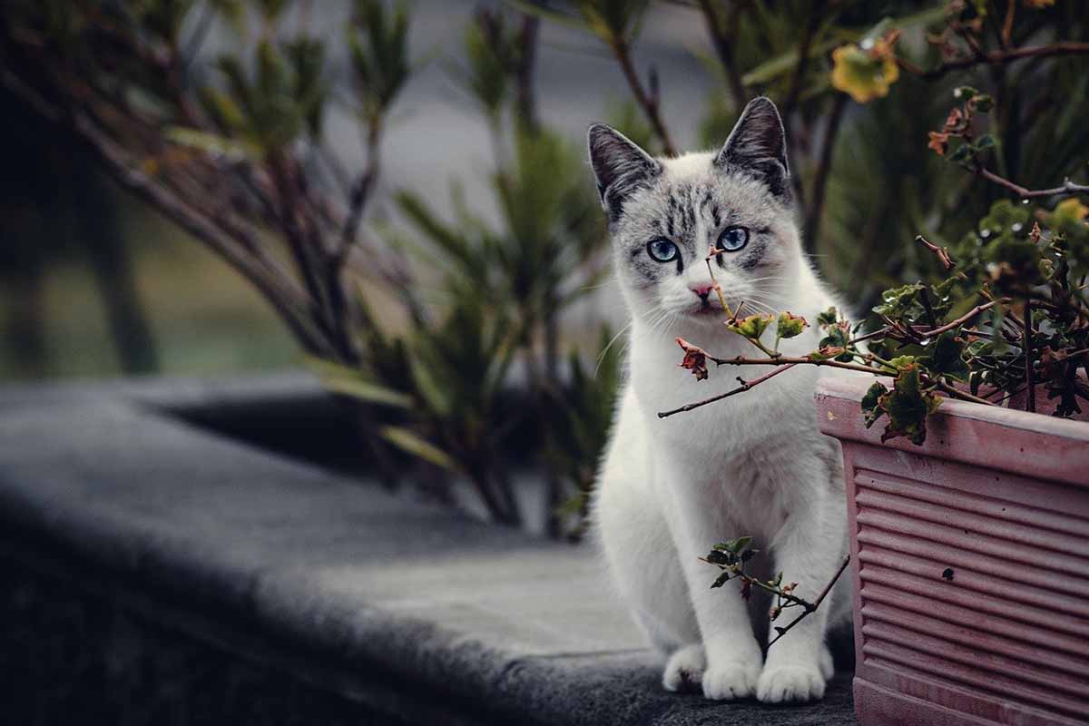 Cat stand on the wall.