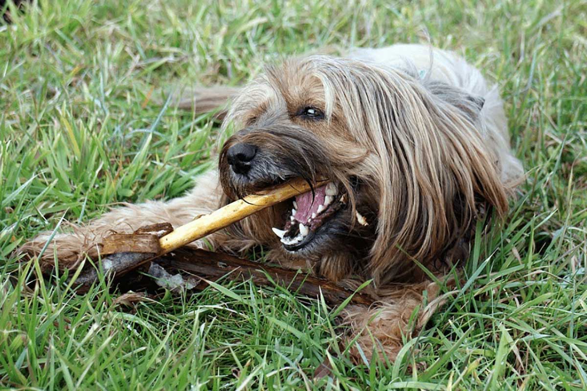 Chewing-and-Destructive-Behavior