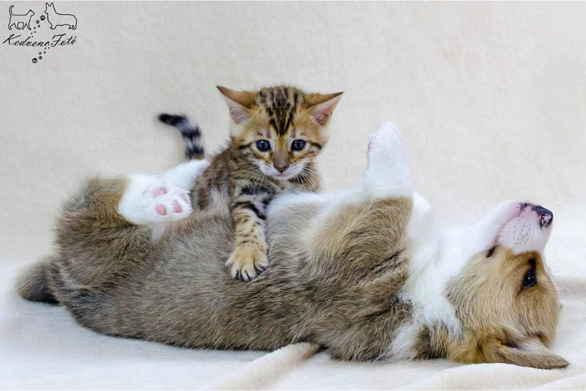 the cat is sitting on the dog stomach.