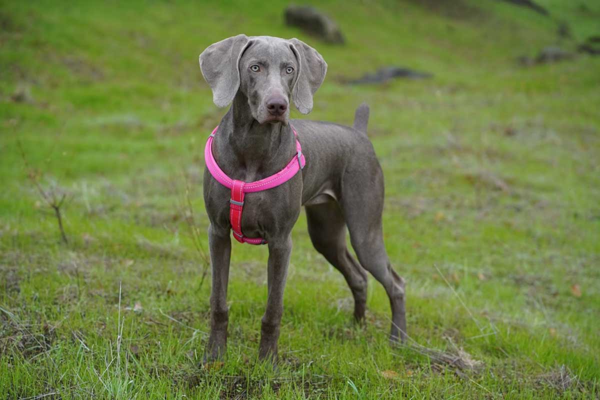 a beautiful dashing weimaraner dog in garden that look like horses.