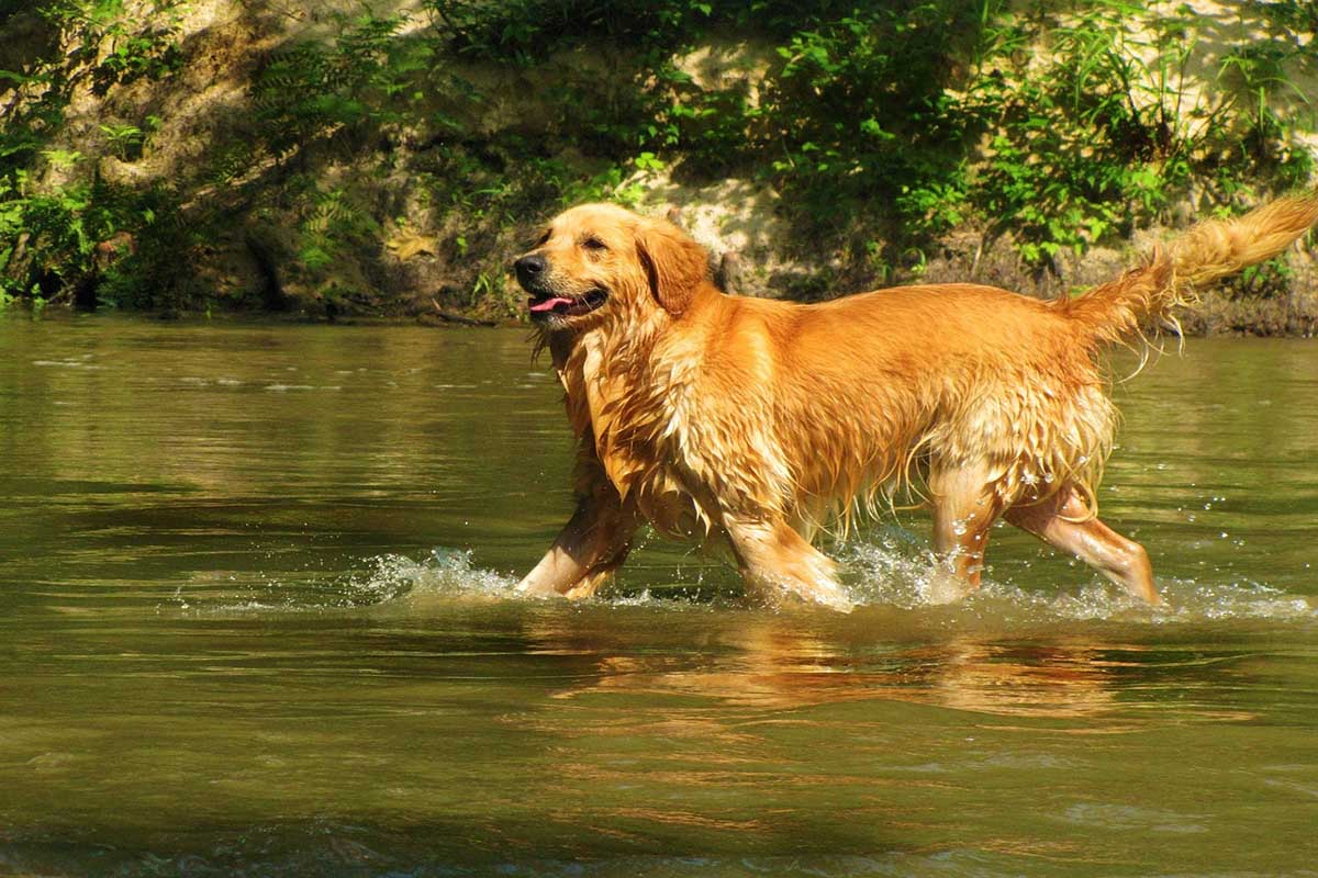 a golden retriever dog walking in the water.