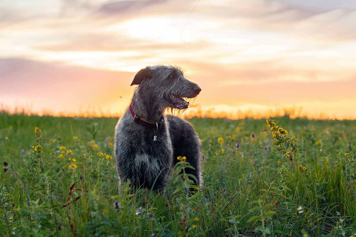 A dog in a beautiful flower garden Dogs look like horse