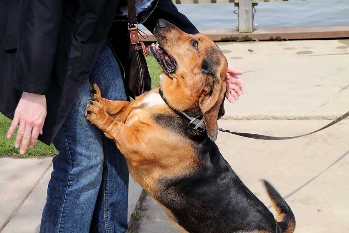 a dog jumping on people