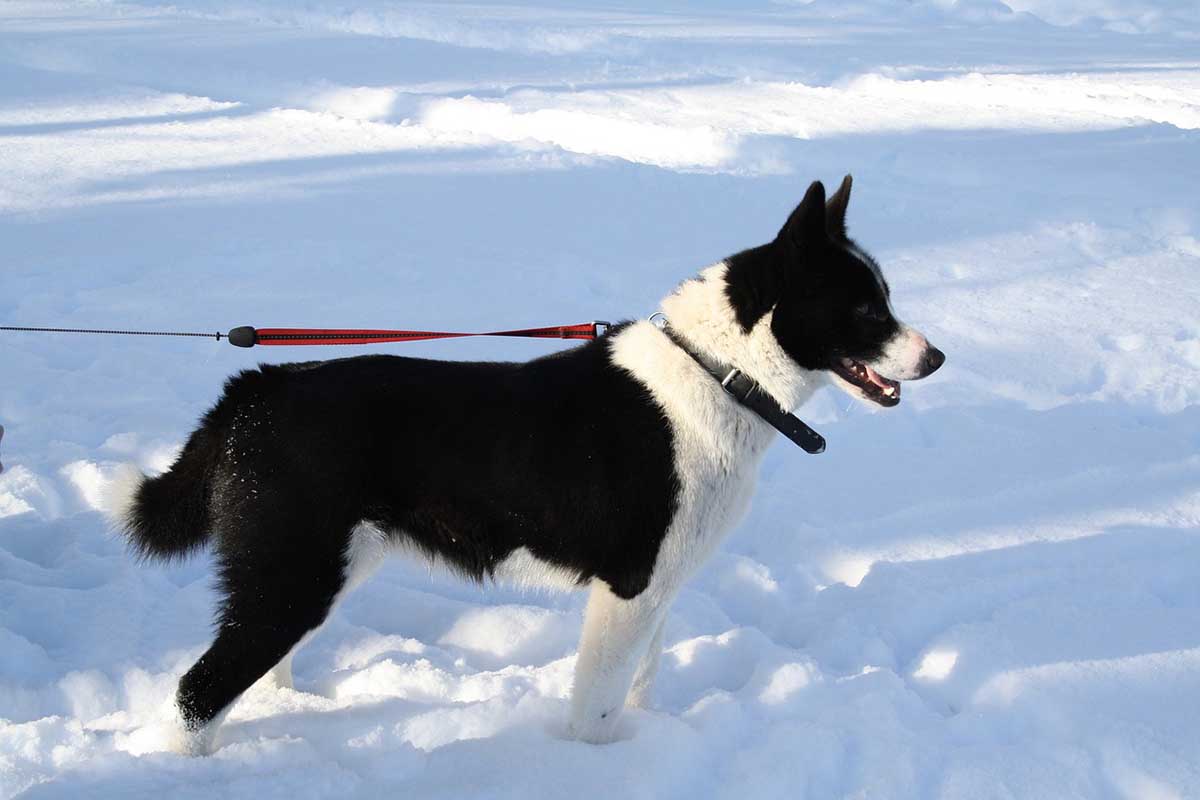 a karelian dog standing on snowy field .