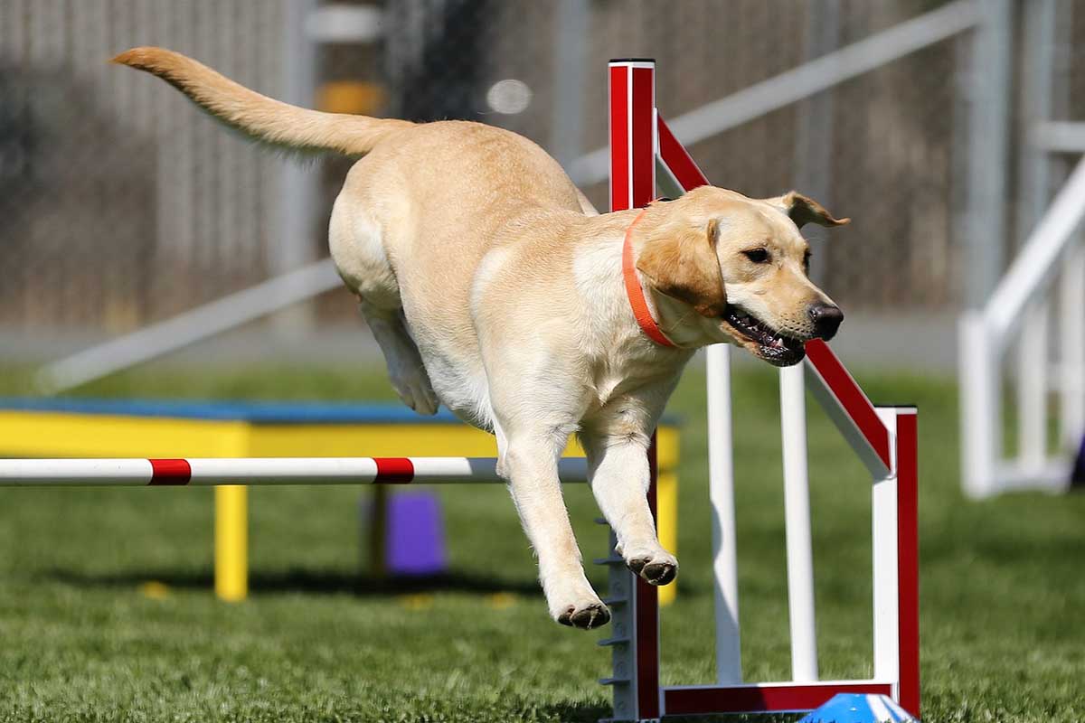 a labrador reteiever dog jumping on the toys.