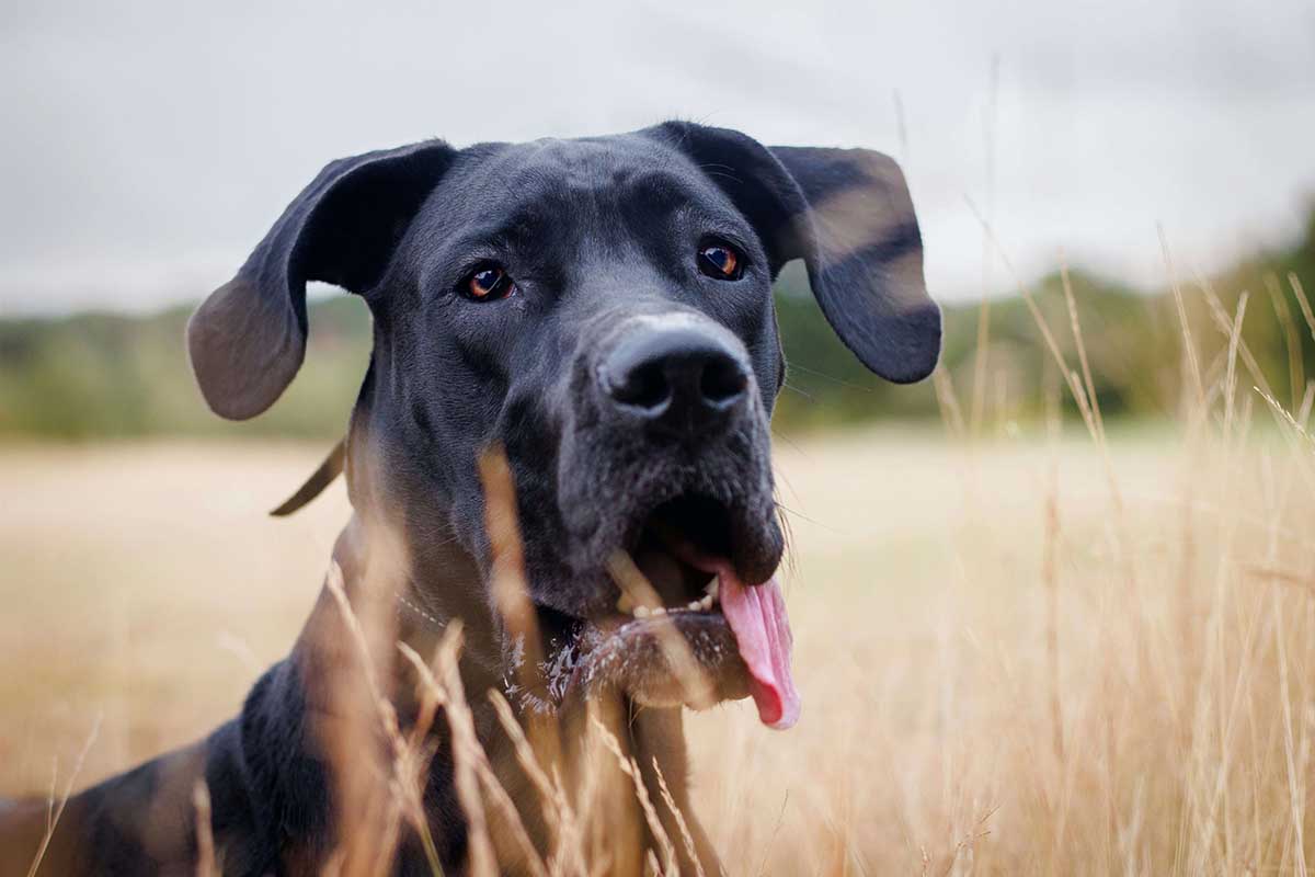 In Ground Majestic Great Dane Dogs look like horse