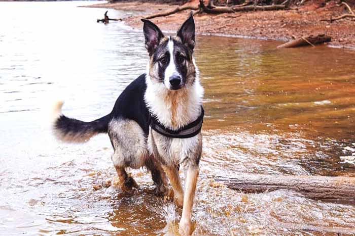 a panda german shepherd dog walking in the water.