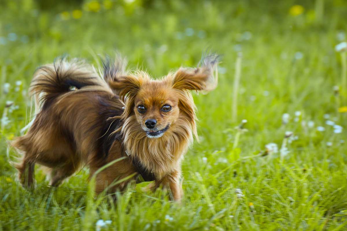 a papillion dog running in the field and enjoy it's.