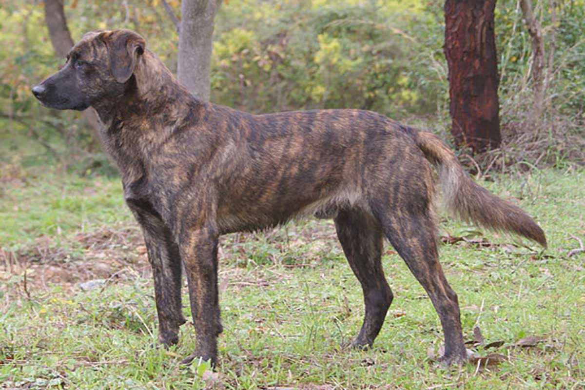 a plott dog standing in the fie;d.