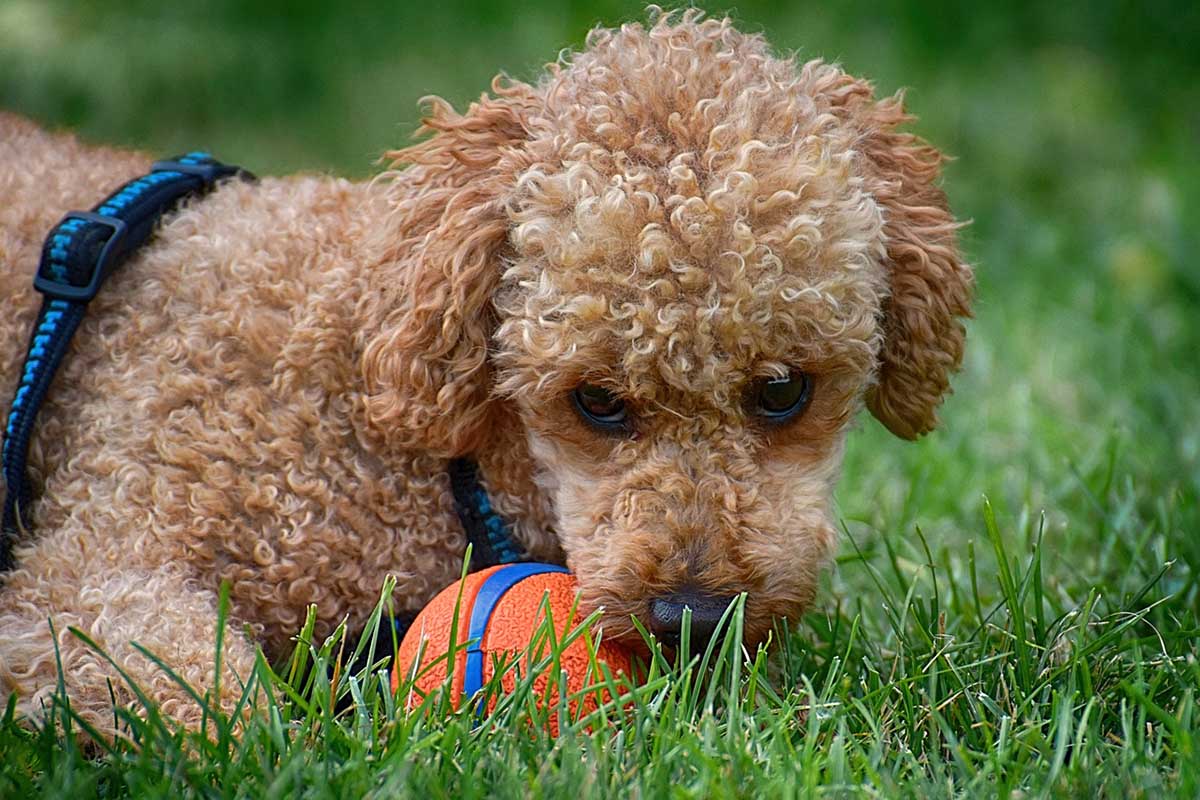 a poodle dog is playing lying in the field with a ball in mouth.