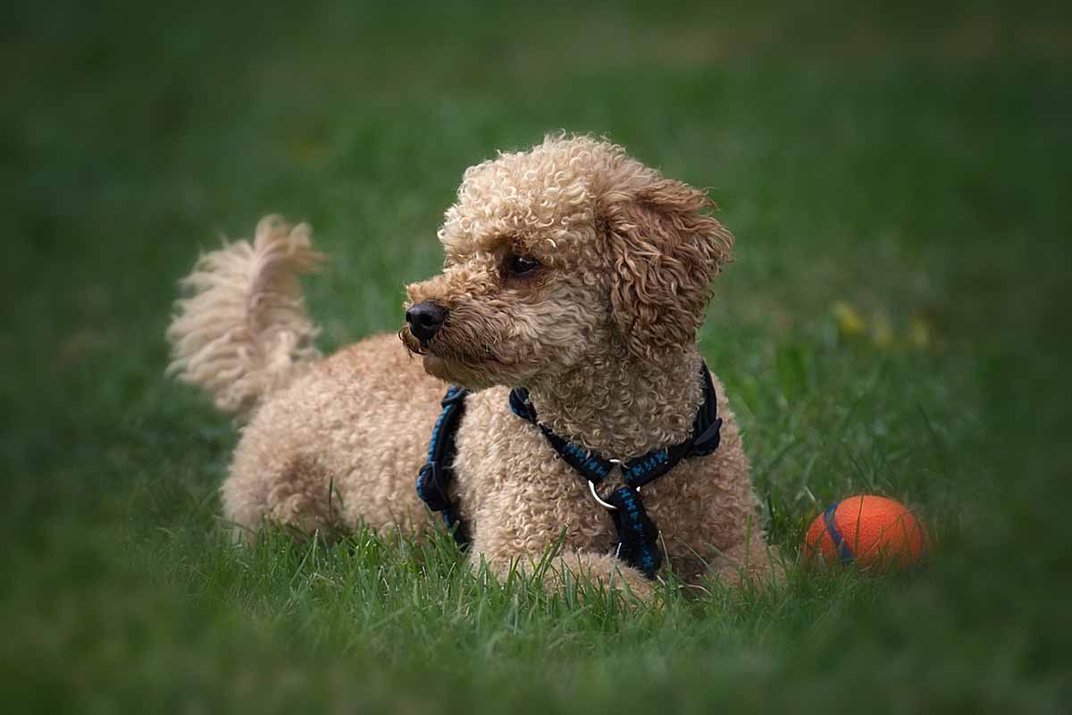 a poodle Dog Breeds with Long Snouts sitting in the field inside a ball.