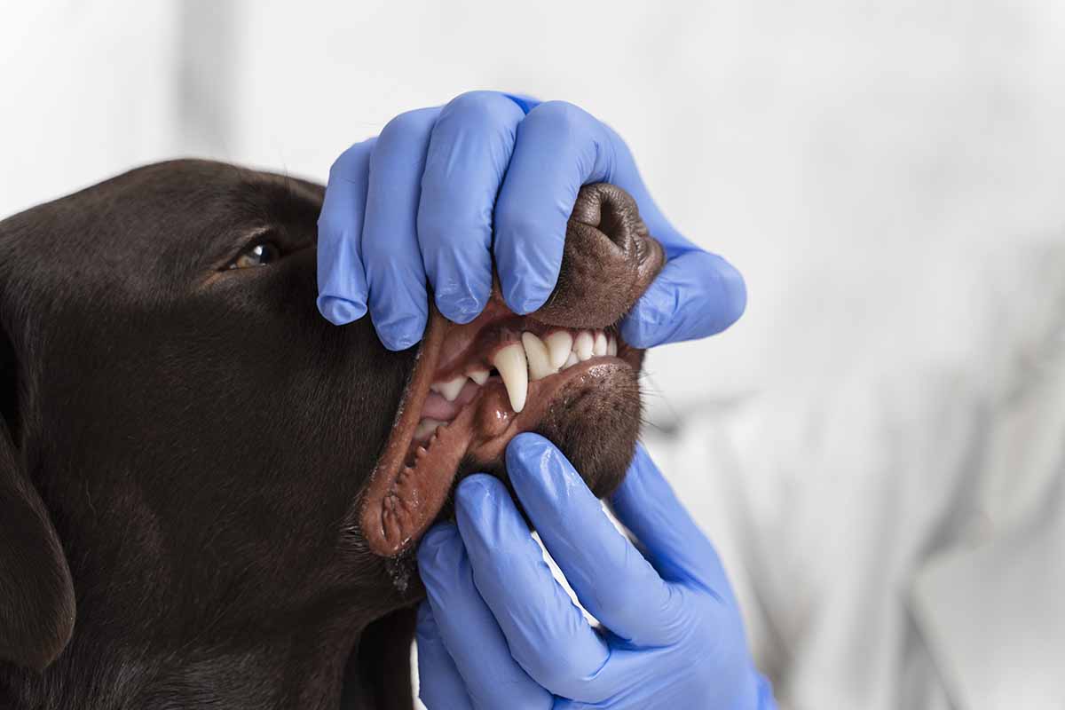 a man tries to open dog's mouth.
