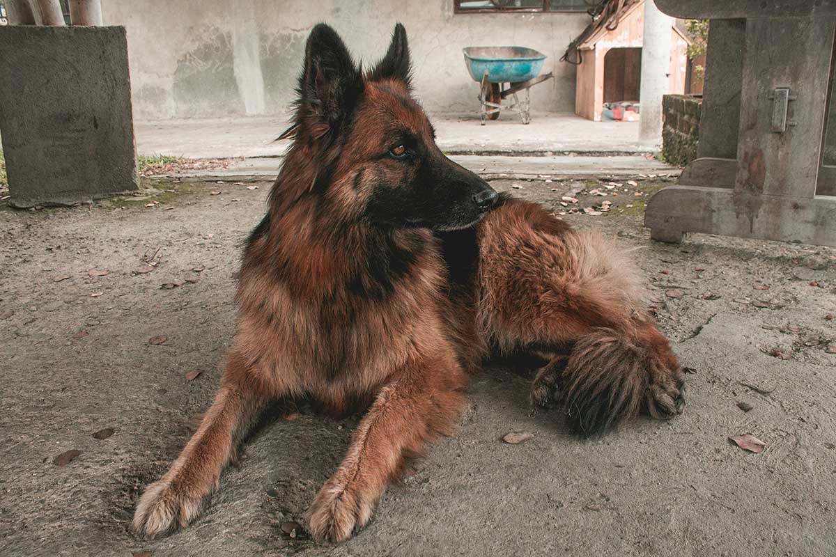 a red german shepherd is sitting in the floor .