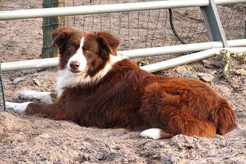 red australian shepherd sitting down in the fields.
