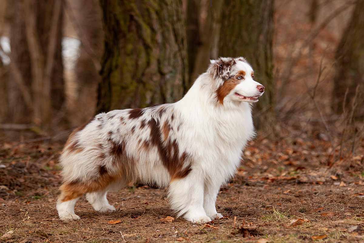 Red Merle Australian Shepherd stand in the fields.