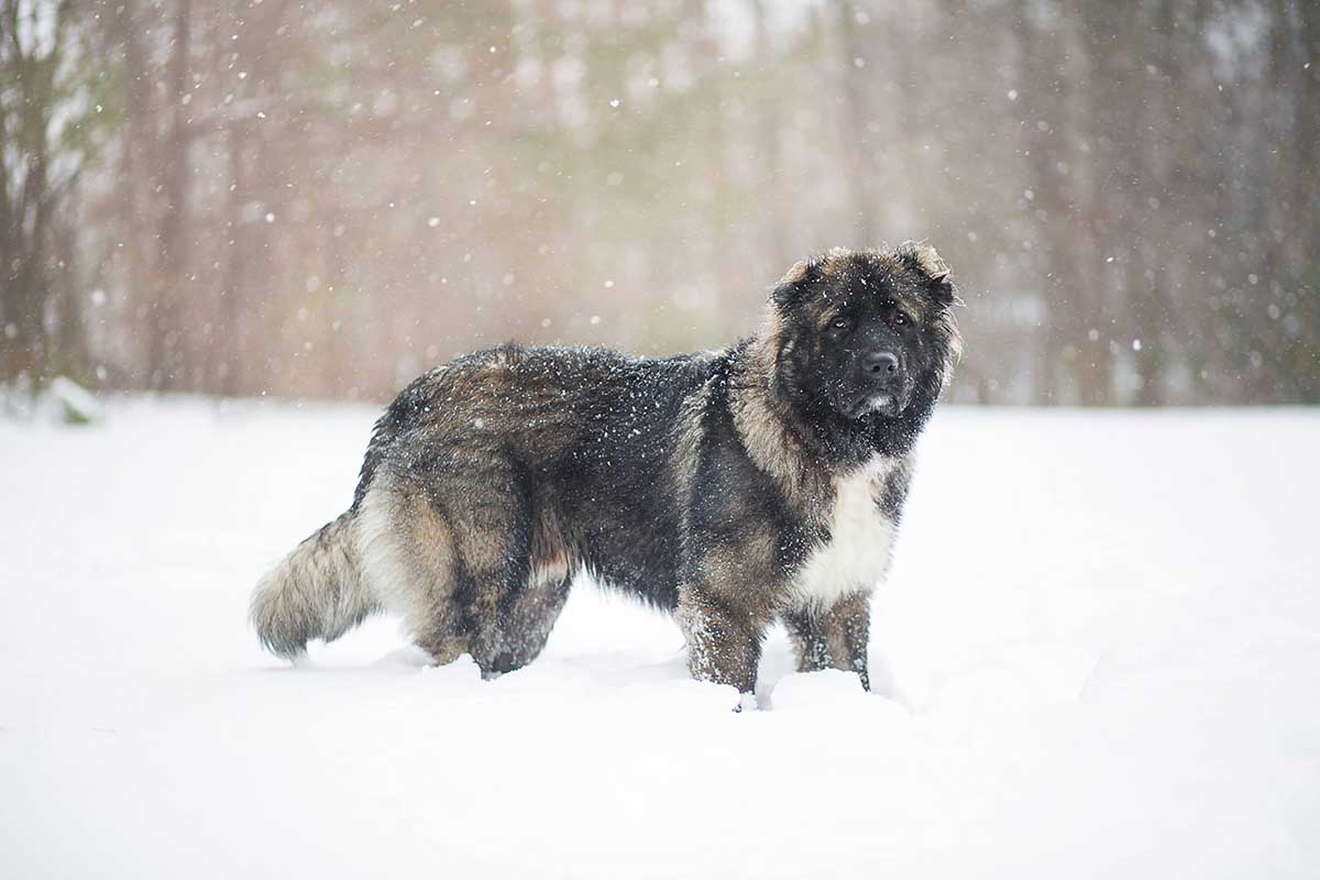 A Regal Leonberger in a snowy mountain Dogs look like horse
