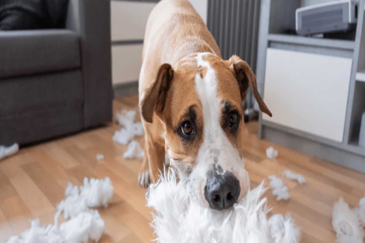 a dog Separation Anxiety