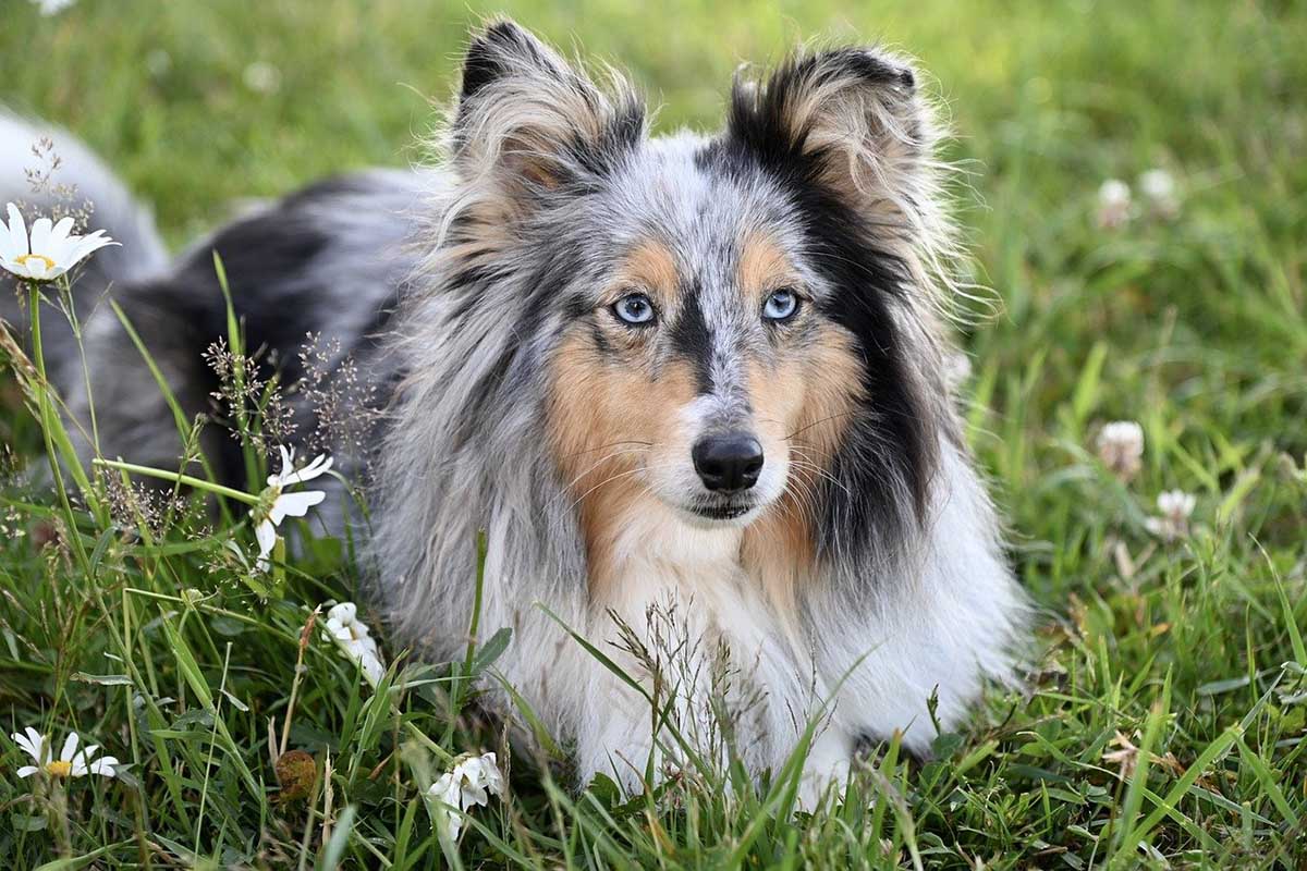 a shetland dog lying in the field.