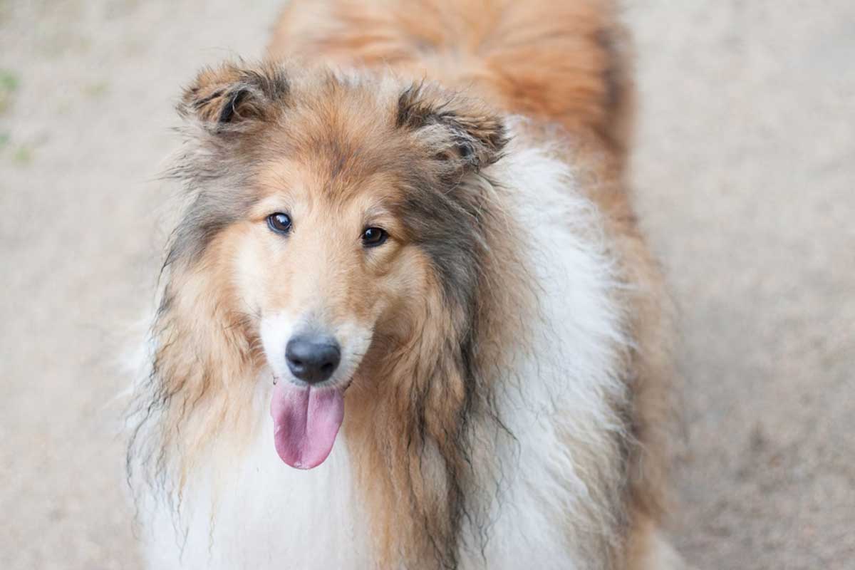 a sheltland sheep dog stands with it's jawa out that look like horses