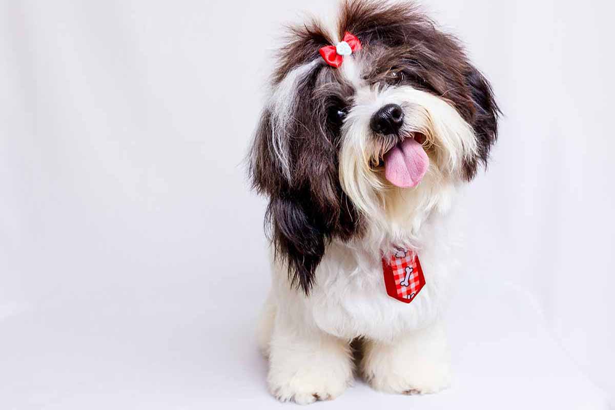 a shih tuz dog looking fornt side with the tongue.