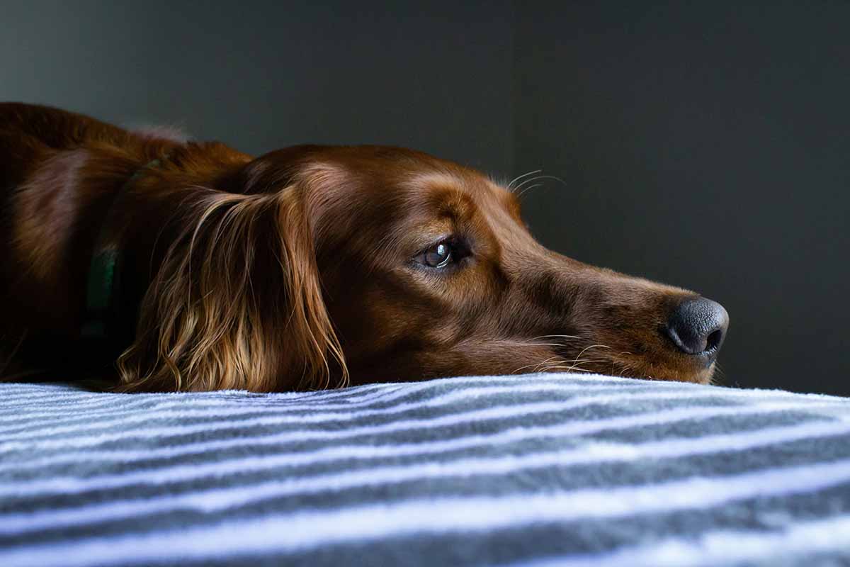 the dog is laying on the bed looking down.