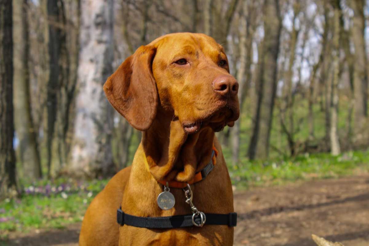 In garden a beautiful vizsla Dogs look like horse