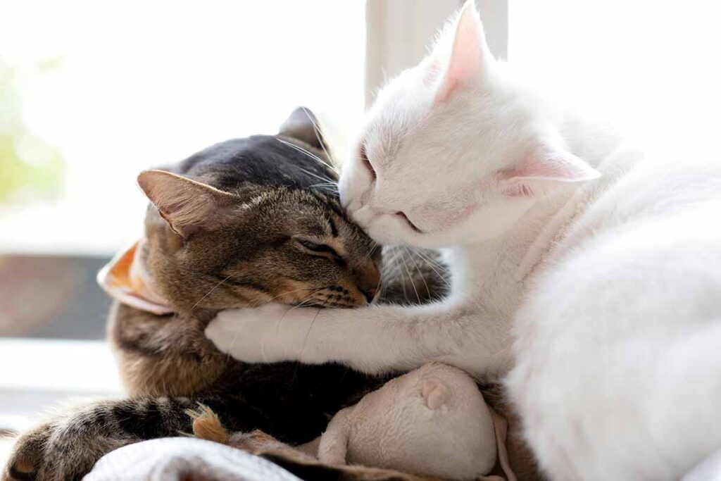 Cats Bite Each Others Necks