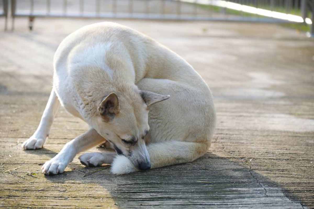 a dog sitting down and bites its tail in the field