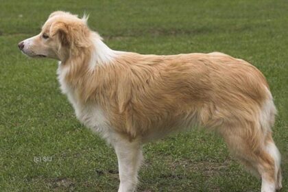 Yellow Australian Shepherd  stand in the fields.