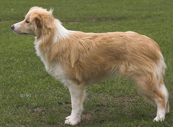 Yellow Australian Shepherd  stand in the fields.