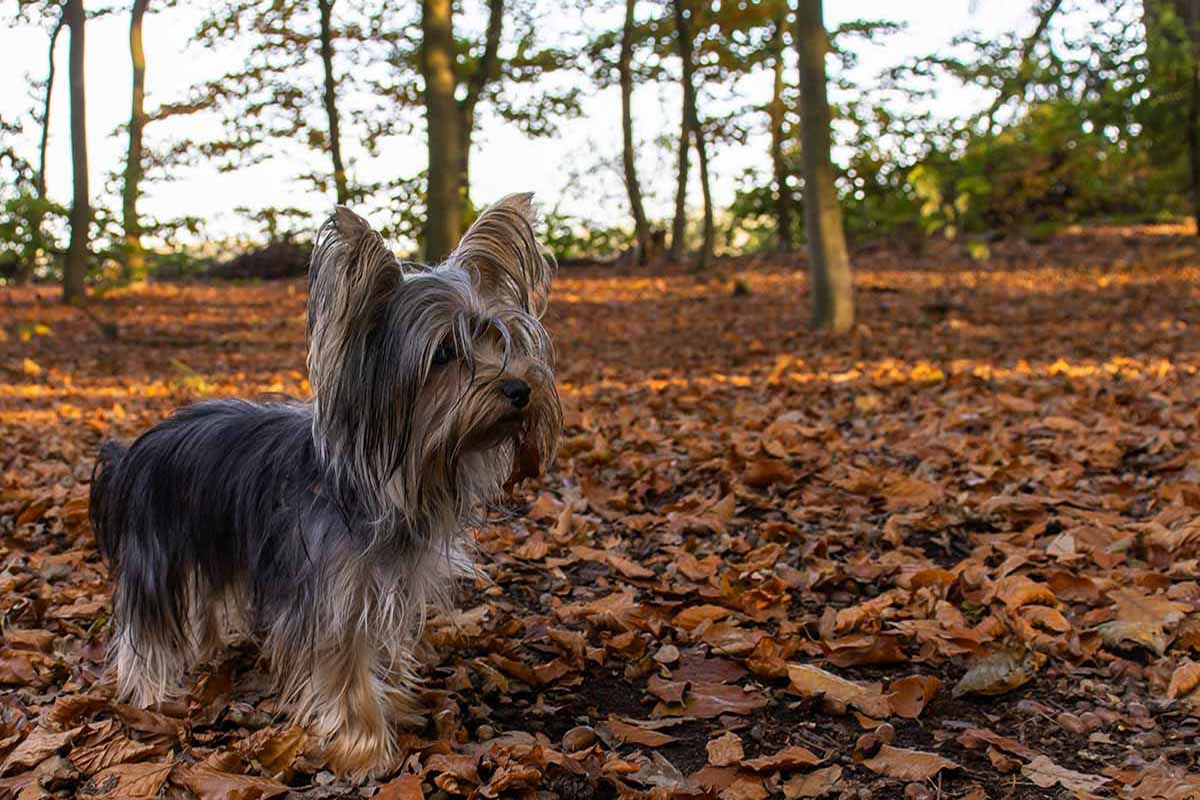 a yorkshire terrier dog standing in the filed.