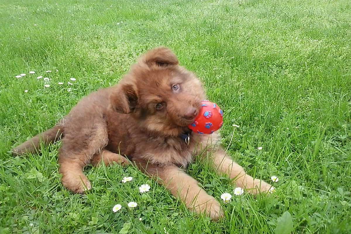 a german shepherd is sitting in a field with a red ball in mouth.