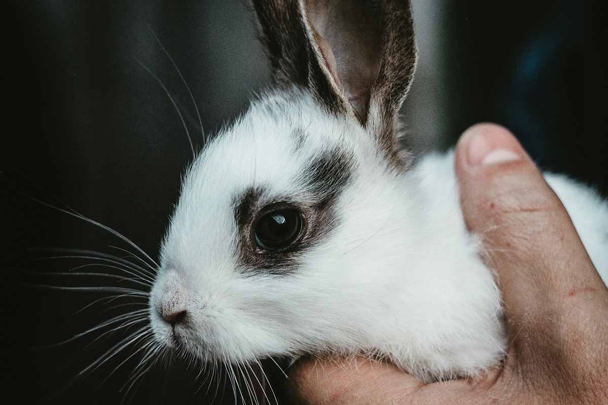 a rabbit lap in man.