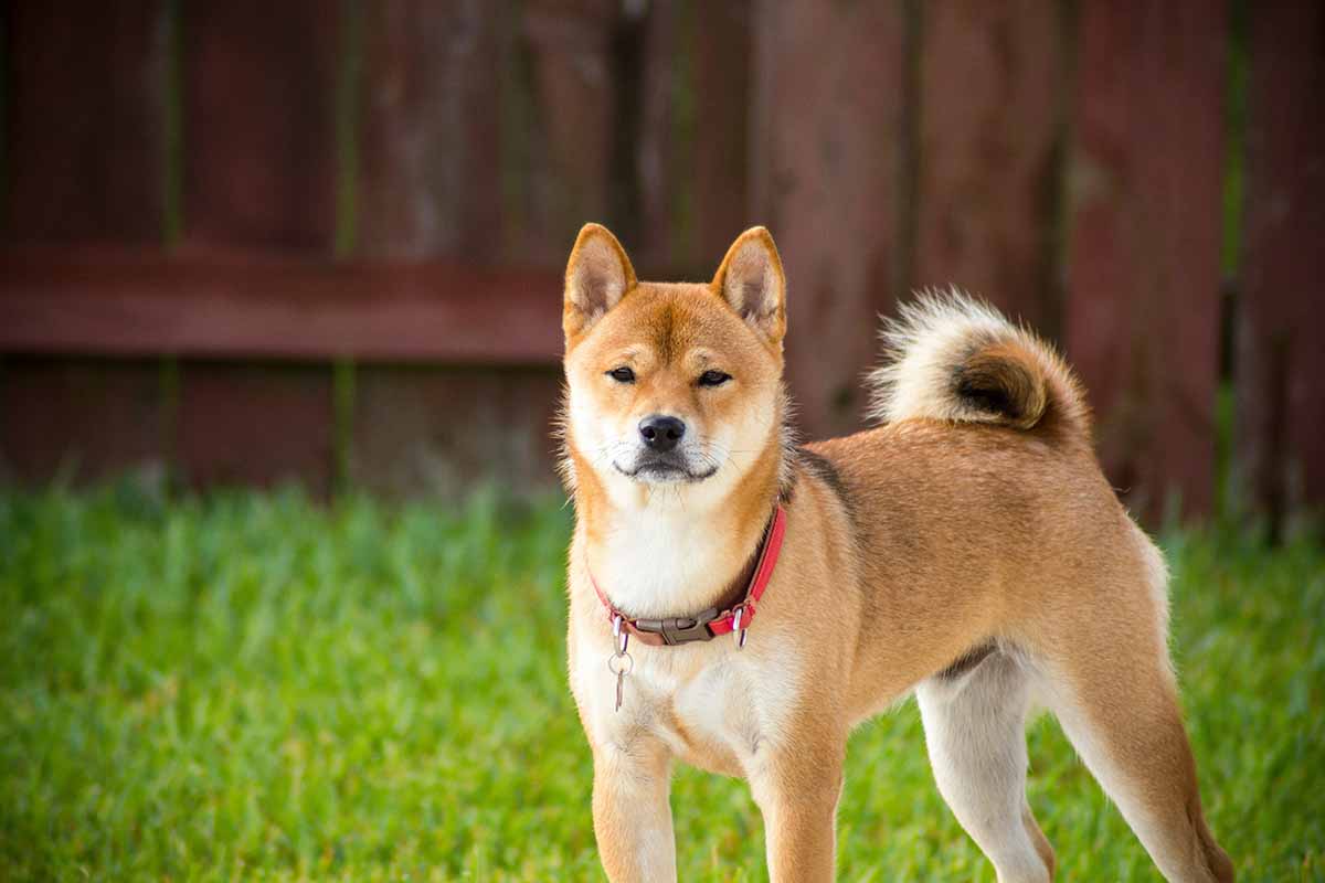 a Akita Inu stand in the field