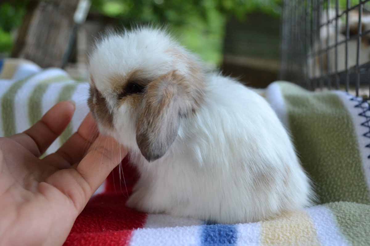 American Fuzzy Lop rabbits stand on bed touch human hand.