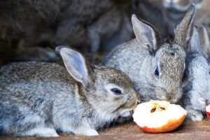 three rabbits eating a apples in the floor.